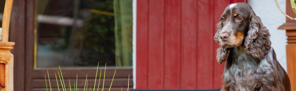 Découvrez notre gamme REPRODUCTION CHIEN